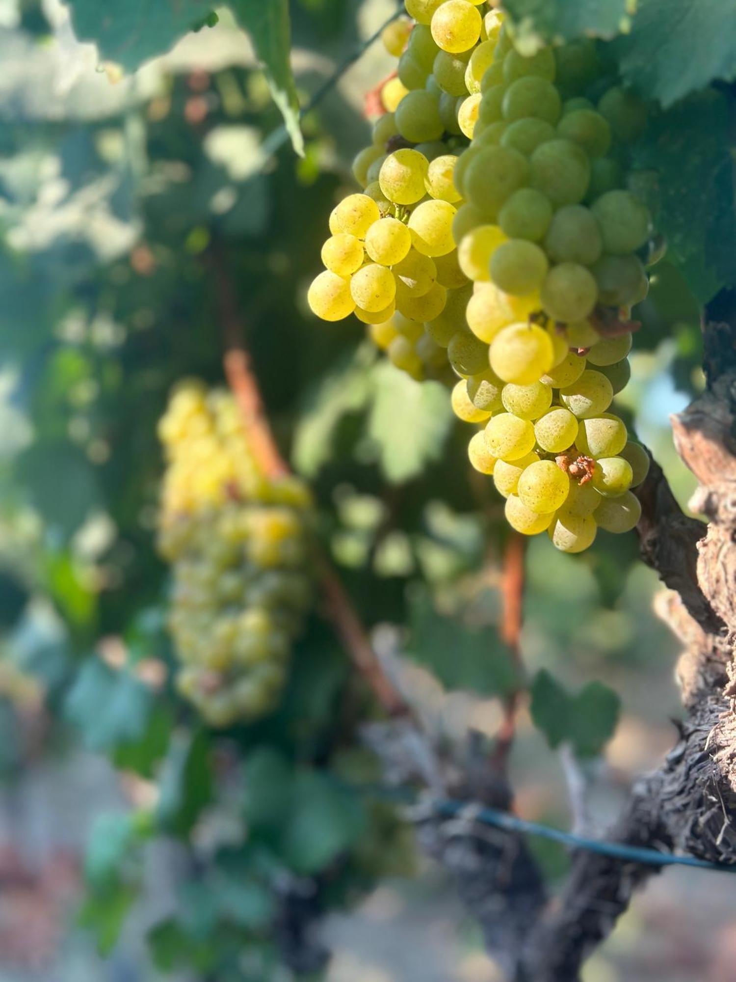 Datca Vineyard Guesthouse Exterior photo
